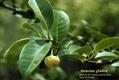 pond apple